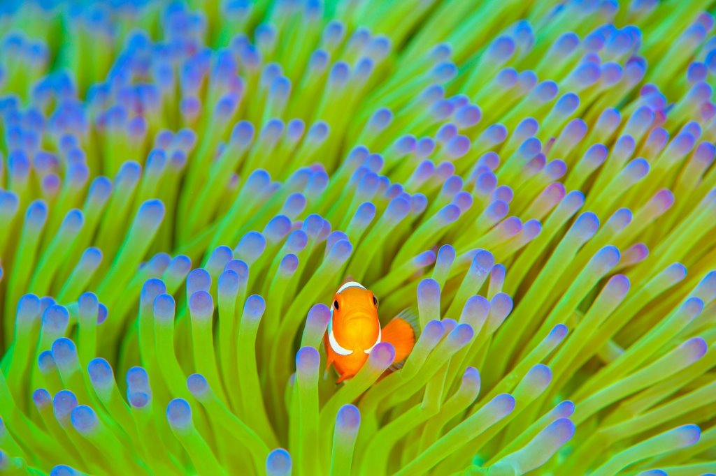 人気の熱帯魚の通販・卸売なら”A.T.company”！