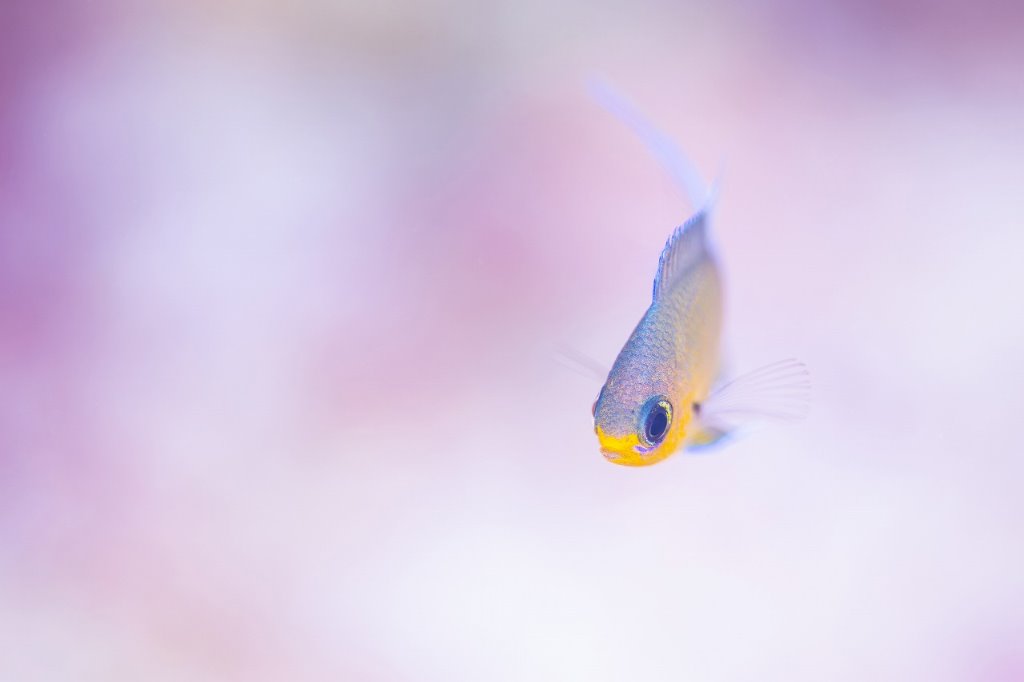 人気の熱帯魚の通販・卸売なら”A.T.company”！